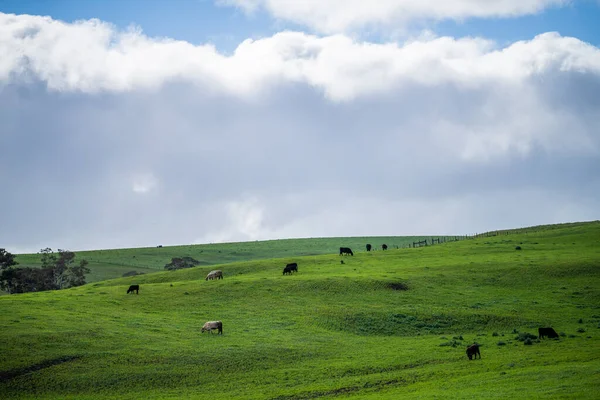 Сільське Господарство Скотарських Ферм Пагорбами Коровами Полях Австралії Прекрасна Зелена — стокове фото