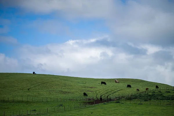 Paisaje Ganadero Con Colinas Onduladas Vacas Los Campos Australia Hermosa — Foto de Stock