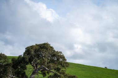Avustralya 'da sığır çiftliği arazisi, yuvarlanan tepeler ve tarlalarda inekler. Güzel yeşil çimenler, şişman inekler ve otlayan boğalar..