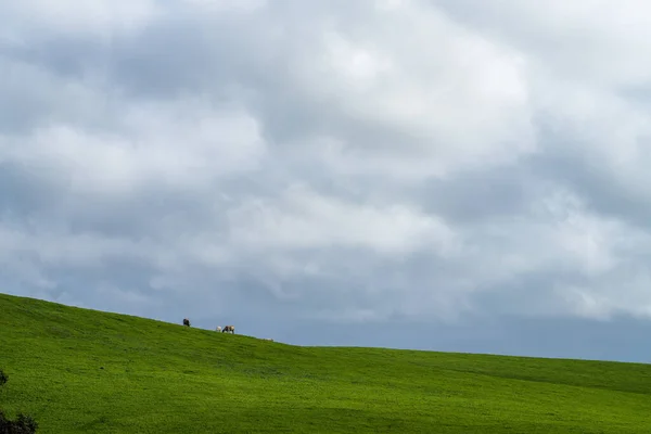 オーストラリアでは 畑で丘陵や牛を転がす牧場の農業風景 牧草地で美しい緑の草や脂肪牛や牛の放牧 — ストック写真