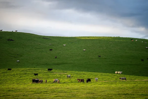 Cattle Ranch Farming Landscape Rolling Hills Cows Fields Australia Beautiful — Stock Photo, Image