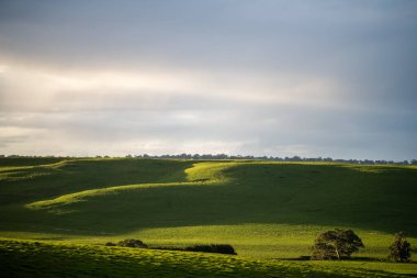 Avustralya 'da sığır çiftliği arazisi, yuvarlanan tepeler ve tarlalarda inekler. Güzel yeşil çimenler, şişman inekler ve otlayan boğalar..