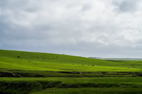 オーストラリアでは 畑で丘陵や牛を転がす牧場の農業風景 牧草地で美しい緑の草や脂肪牛や牛の放牧 — ストック写真