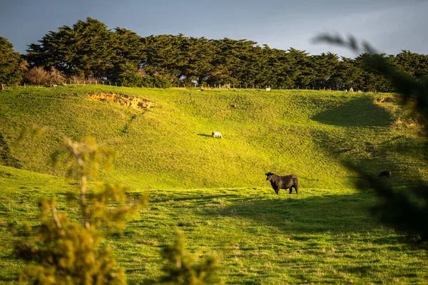 Cattle ranch farming landscape, with rolling hills and cows in fields, in Australia. Beautiful green grass and fat cows and bulls grazing on pasture.