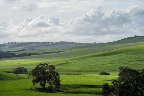 Paisaje Ganadero Con Colinas Onduladas Vacas Los Campos Australia Hermosa — Foto de Stock