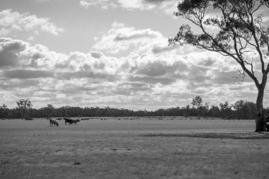 Avustralya 'da sığır çiftliği arazisi, yuvarlanan tepeler ve tarlalarda inekler. Güzel yeşil çimenler, şişman inekler ve otlayan boğalar..