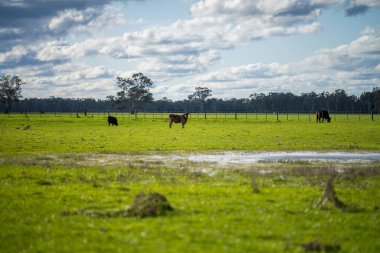 Avustralya 'da sığır çiftliği arazisi, yuvarlanan tepeler ve tarlalarda inekler. Güzel yeşil çimenler, şişman inekler ve otlayan boğalar..