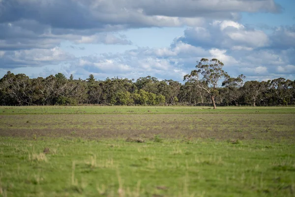 Rundveehouderij Landschap Met Glooiende Heuvels Koeien Velden Australië Prachtig Groen — Stockfoto