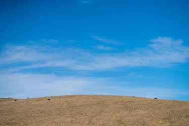Avustralya 'da sığır çiftliği arazisi, yuvarlanan tepeler ve tarlalarda inekler. Güzel yeşil çimenler, şişman inekler ve otlayan boğalar..