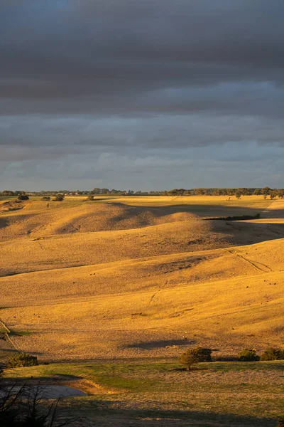 Viehzuchtlandschaft Mit Sanften Hügeln Und Kühen Auf Den Feldern Australien — Stockfoto
