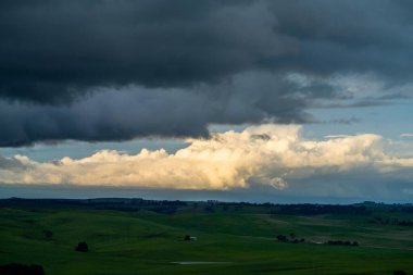 Avustralya 'da sığır çiftliği arazisi, yuvarlanan tepeler ve tarlalarda inekler. Güzel yeşil çimenler, şişman inekler ve otlayan boğalar..