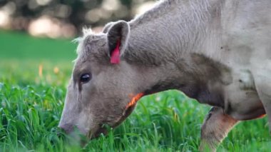 Aygır Angus, wagyu, Murray Grey, Süt ve sığır İnekleri ve bir tarlada otlayan boğalar. Avustralya 'da bir tarım çiftliğinde yetiştirilen hayvanlar organik ve serbest..