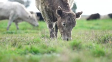 Aygır Angus, wagyu, Murray Grey, Süt ve sığır İnekleri ve bir tarlada otlayan boğalar. Avustralya 'da bir tarım çiftliğinde yetiştirilen hayvanlar organik ve serbest..