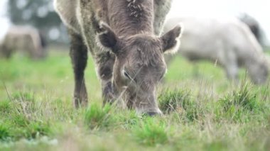 Aygır Angus, wagyu, Murray Grey, Süt ve sığır İnekleri ve bir tarlada otlayan boğalar. Avustralya 'da bir tarım çiftliğinde yetiştirilen hayvanlar organik ve serbest..