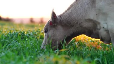 Avustralya 'da bir tarlada otlayan damızlık sığır ve sığırların yakınına. saman ve tohum yiyorlar. Türleri arasında benekli park, Murray Grey, Angus, Brangus ve Wagyu bulunur..