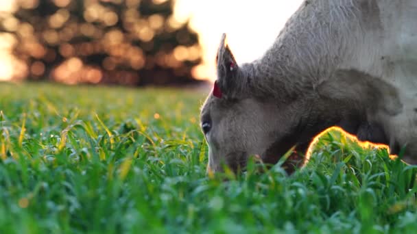 Zamknij Stud Beef Byki Krowy Wypasane Trawie Polu Australii Jedzenie — Wideo stockowe