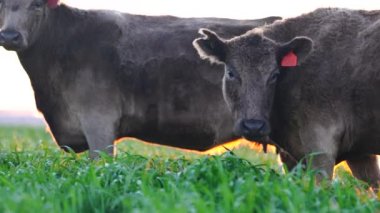 Avustralya 'da bir tarlada otlayan damızlık sığır ve sığırların yakınına. saman ve tohum yiyorlar. Türleri arasında benekli park, Murray Grey, Angus, Brangus ve Wagyu bulunur..
