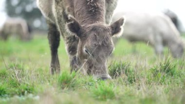Avustralya 'da bir tarlada otlayan damızlık sığır ve sığırların yakınına. saman ve tohum yiyorlar. Türleri arasında benekli park, Murray Grey, Angus, Brangus ve Wagyu bulunur..