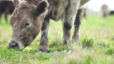 Avustralya 'da bir tarlada otlayan damızlık sığır ve sığırların yakınına. saman ve tohum yiyorlar. Türleri arasında benekli park, Murray Grey, Angus, Brangus ve Wagyu bulunur..