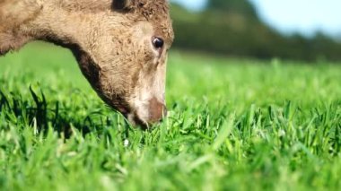 Avustralya 'da bir tarlada otlayan damızlık sığır ve sığırların yakınına. saman ve tohum yiyorlar. Türleri arasında benekli park, Murray Grey, Angus, Brangus ve Wagyu bulunur..