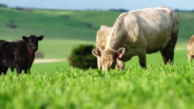 Avustralya 'da bir tarlada otlayan damızlık sığır ve sığırların yakınına. saman ve tohum yiyorlar. Türleri arasında benekli park, Murray Grey, Angus, Brangus ve Wagyu bulunur..