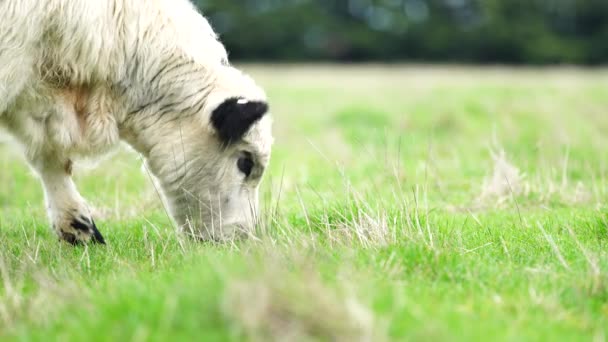 Primo Piano Tori Stud Beef Mucche Pascolo Erba Campo Australia — Video Stock