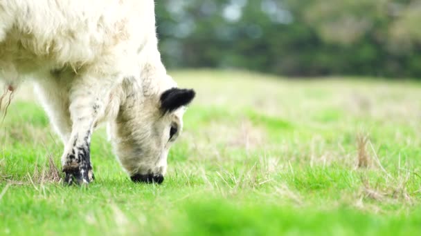 Primer Plano Los Toros Stud Beef Las Vacas Que Pastan — Vídeo de stock