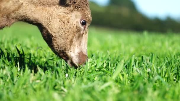 Close Touros Stud Beef Vacas Pastando Grama Campo Austrália Comer — Vídeo de Stock