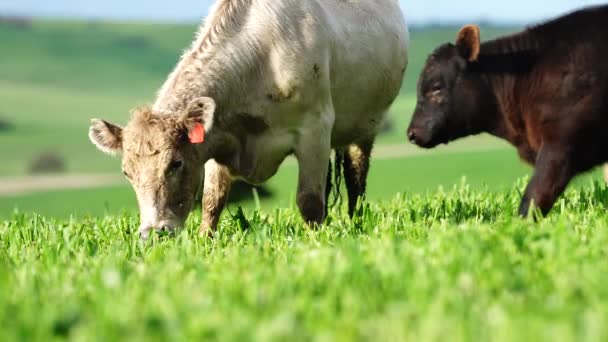 Närbild Stud Nötkreatur Tjurar Och Kor Betar Gräs Ett Fält — Stockvideo