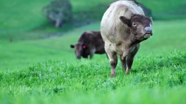 Avustralya 'da bir tarlada otlayan damızlık sığır ve sığırların yakınına. saman ve tohum yiyorlar. Türleri arasında benekli park, Murray Grey, Angus, Brangus ve Wagyu bulunur..