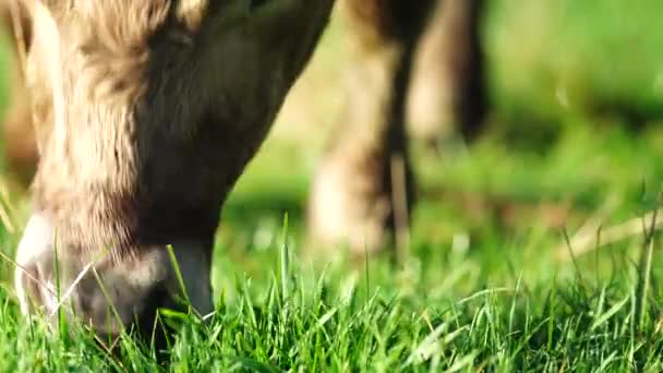 在澳大利亚的一个田野里 在草地上吃草的肉牛和奶牛的近距离接触 吃干草和青贮 品种包括斑点公园 杂草丛生的灰色 Angus Brangus和Wagyu — 图库视频影像