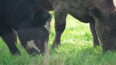 Avustralya 'da bir tarlada otlayan damızlık sığır ve sığırların yakınına. saman ve tohum yiyorlar. Türleri arasında benekli park, Murray Grey, Angus, Brangus ve Wagyu bulunur..