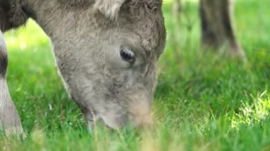 Avustralya 'da bir tarlada otlayan damızlık sığır ve sığırların yakınına. saman ve tohum yiyorlar. Türleri arasında benekli park, Murray Grey, Angus, Brangus ve Wagyu bulunur..