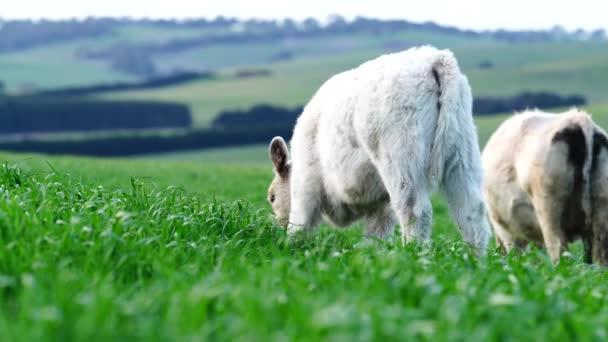 Close Van Stieren Van Stud Beef Koeien Die Grazen Gras — Stockvideo