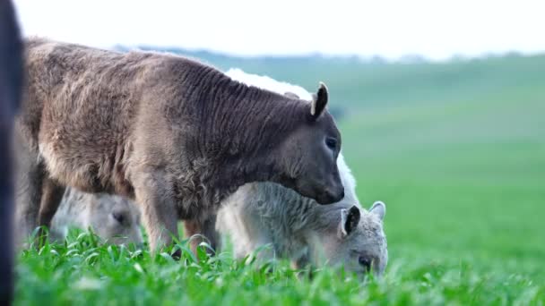 Avustralya Bir Çiftlik Çiftliğinde Otlayan Sığır Buzağılara Yakından Bakın Saman — Stok video