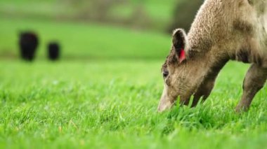 Avustralya 'da bir çiftlik çiftliğinde otlayan sığır ve buzağılara yakından bakın. Saman yiyen sığırlar. Cinsler arasında benekli park, Murray Grey, angus, Brangus, hereford, wagyu, süt inekleri,.