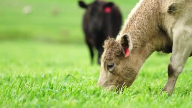 Avustralya 'da bir çiftlik çiftliğinde otlayan sığır ve buzağılara yakından bakın. Saman yiyen sığırlar. Cinsler arasında benekli park, Murray Grey, angus, Brangus, hereford, wagyu, süt inekleri,.