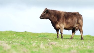Avustralya 'da bir çiftlik çiftliğinde otlayan sığır ve buzağılara yakından bakın. Saman yiyen sığırlar. Cinsler arasında benekli park, Murray Grey, angus, Brangus, hereford, wagyu, süt inekleri,.
