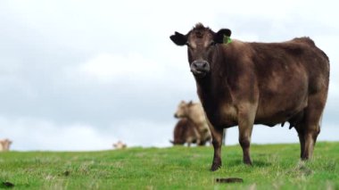 Avustralya 'da bir çiftlik çiftliğinde otlayan sığır ve buzağılara yakından bakın. Saman yiyen sığırlar. Cinsler arasında benekli park, Murray Grey, angus, Brangus, hereford, wagyu, süt inekleri,.