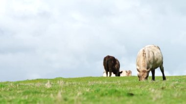 Avustralya 'da bir çiftlik çiftliğinde otlayan sığır ve buzağılara yakından bakın. Saman yiyen sığırlar. Cinsler arasında benekli park, Murray Grey, angus, Brangus, hereford, wagyu, süt inekleri,.