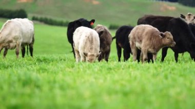 Avustralya 'da bir çiftlik çiftliğinde otlayan sığır ve buzağılara yakından bakın. Saman yiyen sığırlar. Cinsler arasında benekli park, Murray Grey, angus, Brangus, hereford, wagyu, süt inekleri,.
