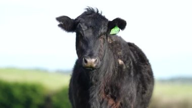 Avustralya 'da bir çiftlik çiftliğinde otlayan sığır ve buzağılara yakından bakın. Saman yiyen sığırlar. Cinsler arasında benekli park, Murray Grey, angus, Brangus, hereford, wagyu, süt inekleri,.