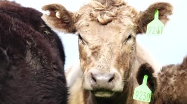 Avustralya 'da bir çiftlik çiftliğinde otlayan sığır ve buzağılara yakından bakın. Saman yiyen sığırlar. Cinsler arasında benekli park, Murray Grey, angus, Brangus, hereford, wagyu, süt inekleri,.