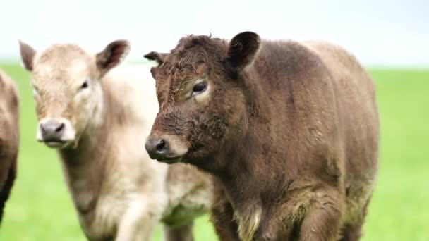 牛肉の牛を閉じ オーストラリアの芝生の上で 農業牧場で放牧子牛 牛は干し草とシラージュを食べる 品種には 斑点のある公園 マレーグレー アンガス ブランガス ここフォード — ストック動画