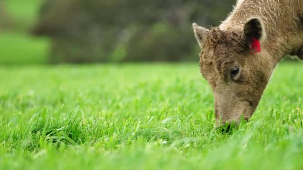 Zbliżenie Krów Wołowych Cieląt Pasących Się Trawie Australii Farmie Bydło — Wideo stockowe