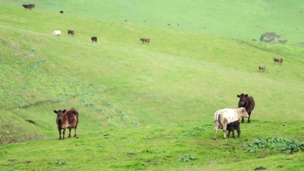 Close Vacas Corte Bezerros Pastando Grama Austrália Rancho Agrícola Gado — Vídeo de Stock