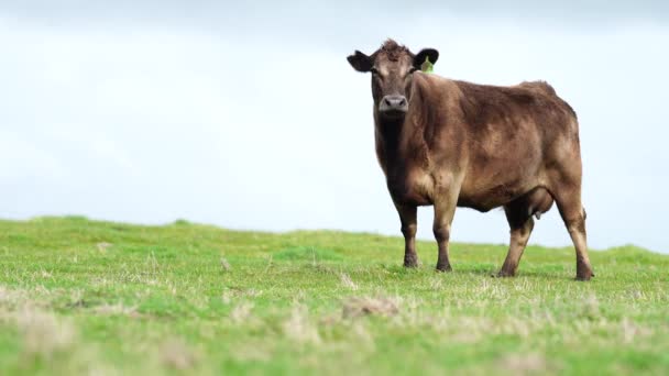 Close Vacas Corte Bezerros Pastando Grama Austrália Rancho Agrícola Gado — Vídeo de Stock