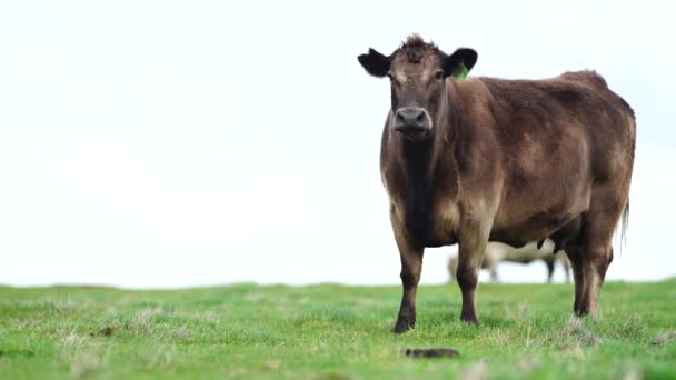 Großaufnahme Von Rindern Und Kälbern Die Auf Einer Farm Australien — Stockvideo