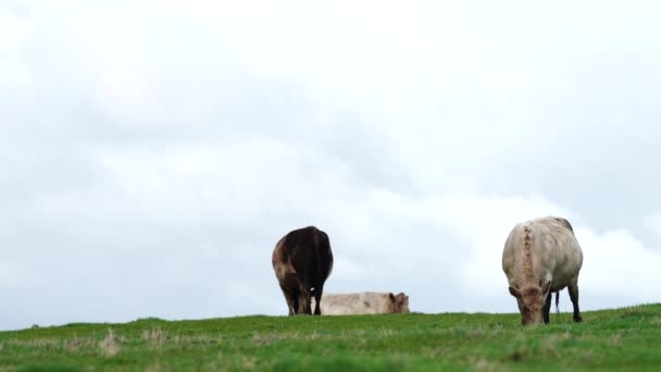 Primer Plano Vacas Terneros Pastando Hierba Australia Rancho Agrícola Ganado — Vídeos de Stock