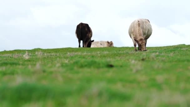 Close Vacas Corte Bezerros Pastando Grama Austrália Rancho Agrícola Gado — Vídeo de Stock